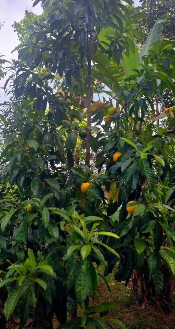 Farm Shed Munnar Adimali Apartment