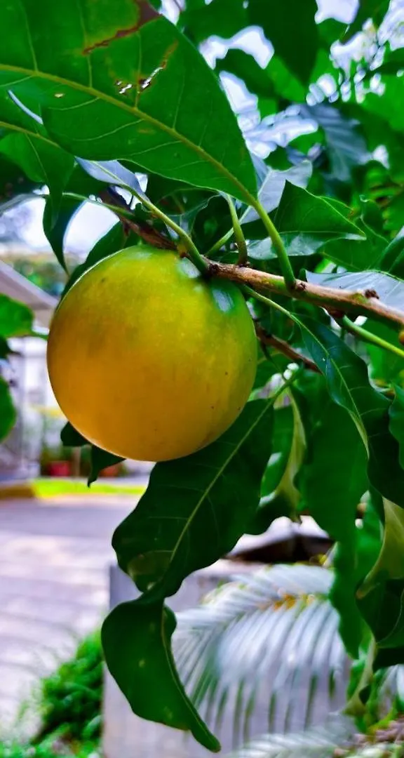 Farm Shed Munnar Adimali公寓 民宿